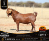 1 X KALAHARI RED STUD BUCK Anton & Rickus Bothma