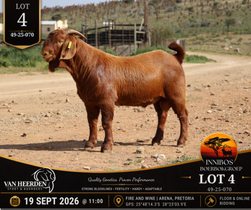 1 X BOER GOAT BUCK VAN HEERDEN