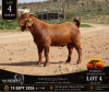 1 X BOER GOAT STUD BUCK Van Heerden Stoet