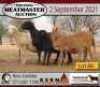 3 + 3 X OOI/EWE MEATMASTER KERN MEATMASTERS (PER PIECE TO TAKE THE LOT) - 6