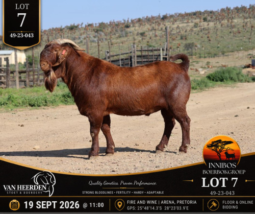 1 X BOER GOAT BUCK VAN HEERDEN