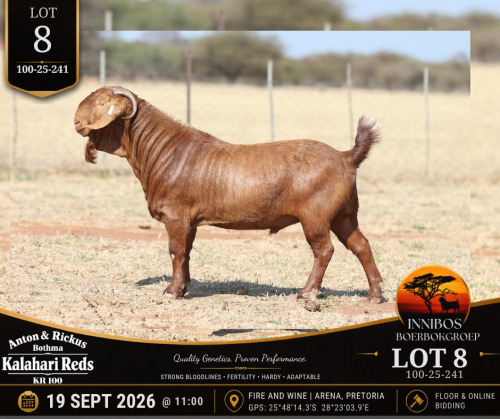 1 X KALAHARI RED BUCK Anton & Rickus Bothma