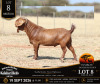 1 X KALAHARI RED STUD BUCK Anton & Rickus Bothma