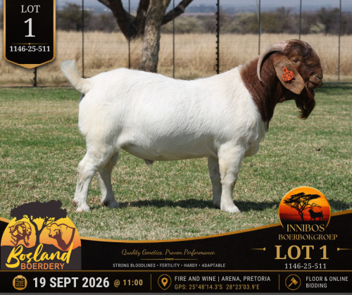 1 X BOER GOAT BUCK Bosland Boerdery