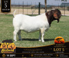 1 X BOER GOAT STUD BUCK Bosland Boerdery