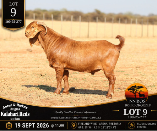 1 X KALAHARI RED BUCK Anton & Rickus Bothma