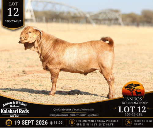 1 X KALAHARI RED BUCK Anton & Rickus Bothma