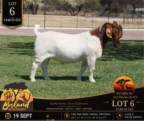 1 X BOER GOAT BUCK Bosland Boerdery