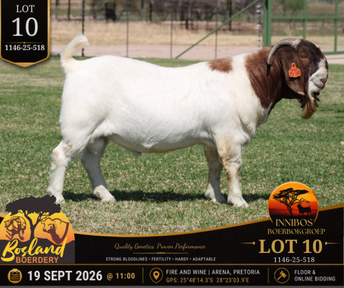 1 X BOER GOAT BUCK Bosland Boerdery