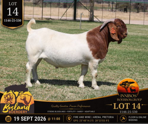 1 X BOER GOAT BUCK Bosland Boerdery