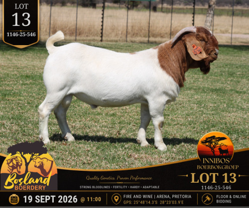 1 X BOER GOAT BUCK Bosland Boerdery