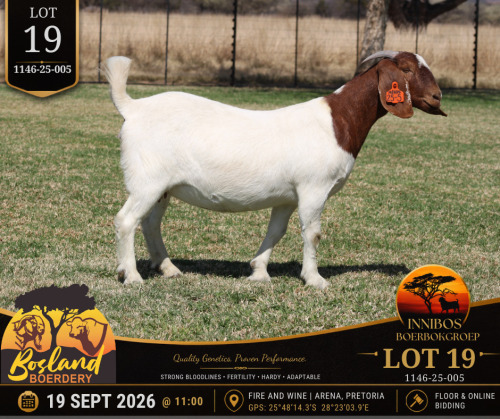 1 X BOER GOAT DOE Bosland Boerdery