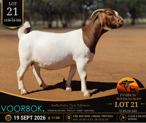 1 X BOER GOAT DOE Voorbok