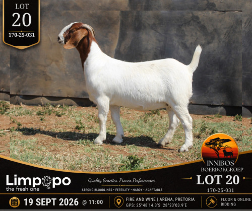 1 X BOER GOAT DOE LIMPOPO