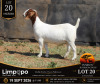 1 X BOER GOAT STUD DOE Fourie Boerbokstoet