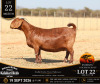 1 X KALAHARI RED STUD DOE Anton & Rickus Bothma