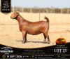 1 X KALAHARI RED STUD DOE Anton & Rickus Bothma