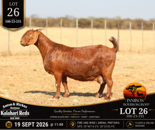 1 X KALAHARI RED DOE Anton & Rickus Bothma