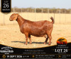 1 X KALAHARI RED STUD DOE Anton & Rickus Bothma