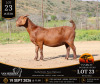 WITHDRAWN - 1 X BOER GOAT DOE Van Heerden Stoet