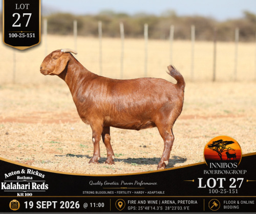 1 X KALAHARI RED DOE Anton & Rickus Bothma