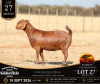 1 X KALAHARI RED STUD DOE Anton & Rickus Bothma