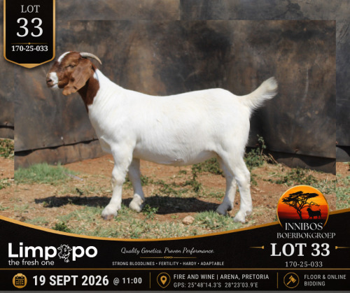 1 X BOER GOAT DOE LIMPOPO