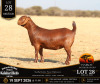 1 X KALAHARI RED STUD DOE Anton & Rickus Bothma