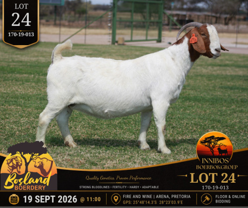 1 X BOER GOAT DOE Bosland Boerdery