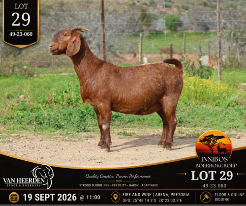 1 X BOER GOAT DOE VAN HEERDEN