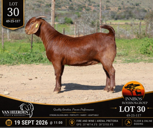 1 X BOER GOAT DOE VAN HEERDEN