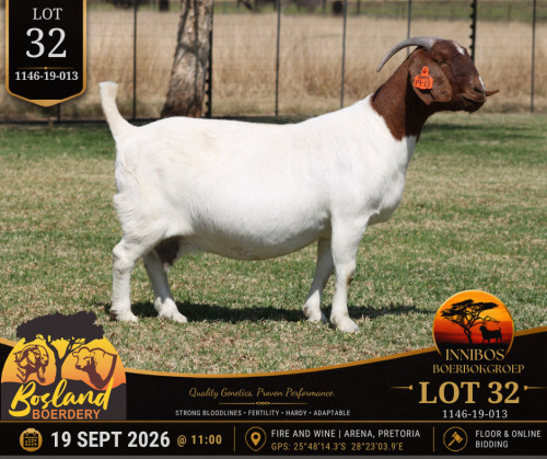 1 X BOER GOAT DOE Bosland Boerdery