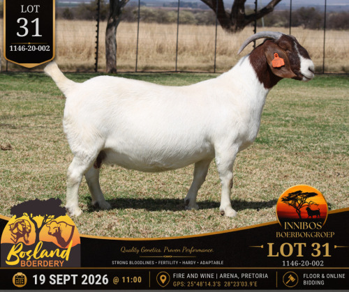 1 X BOER GOAT DOE Bosland Boerdery