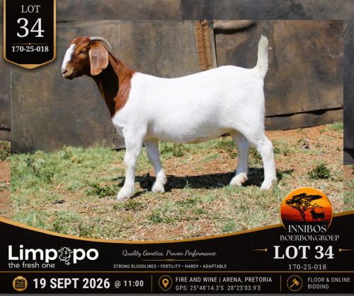 1 X BOER GOAT DOE LIMPOPO