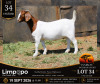 1 X BOER GOAT STUD DOE Fourie Boerbokstoet