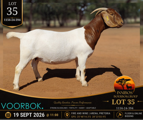 1 X BOER GOAT DOE Voorbok