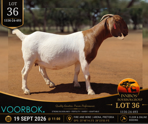 1 X BOER GOAT DOE Voorbok