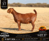 1 X KALAHARI RED STUD DOE Anton & Rickus Bothma
