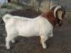 LOT 12 1X RAM BOERBOK Rhenosterhoek, Kobus van der Walt - 082926 0929 - 2