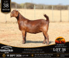 1 X KALAHARI RED STUD DOE Anton & Rickus Bothma
