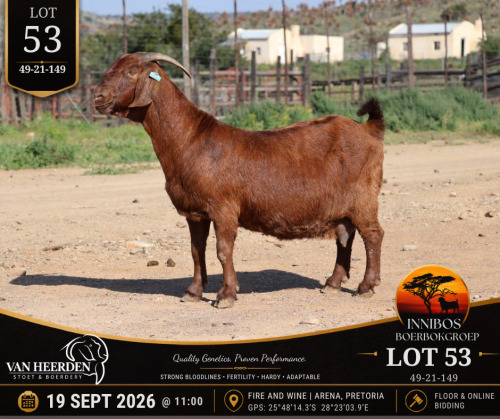 1 X BOER GOAT DOE VAN HEERDEN
