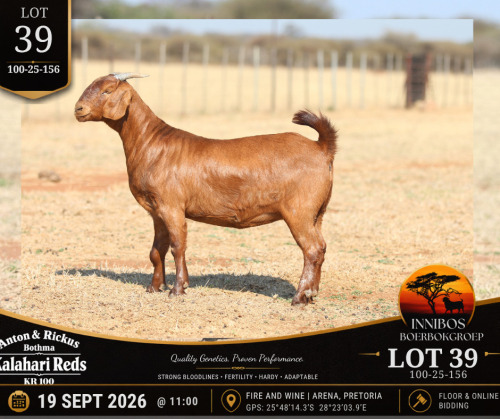 1 X KALAHARI RED DOE Anton & Rickus Bothma