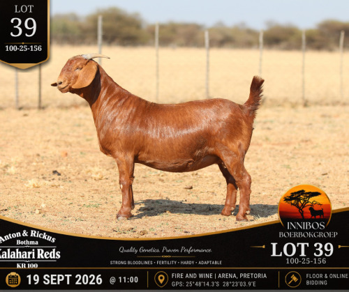 1 X KALAHARI RED DOE Anton & Rickus Bothma