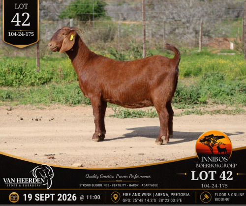 1 X BOER GOAT DOE VAN HEERDEN