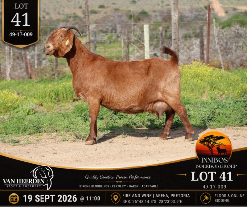 1 X BOER GOAT DOE VAN HEERDEN