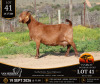 WITHDRAWN - 1 X BOER GOAT DOE Van Heerden Stoet