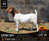 1 X BOER GOAT STUD DOE Fourie Boerbokstoet
