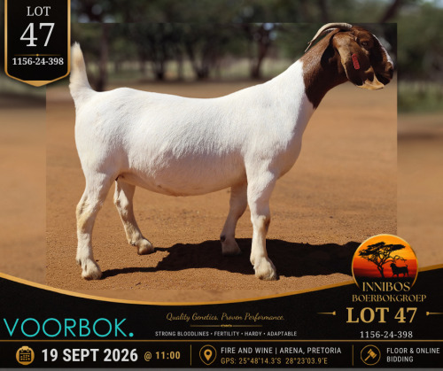 1 X BOER GOAT DOE Voorbok