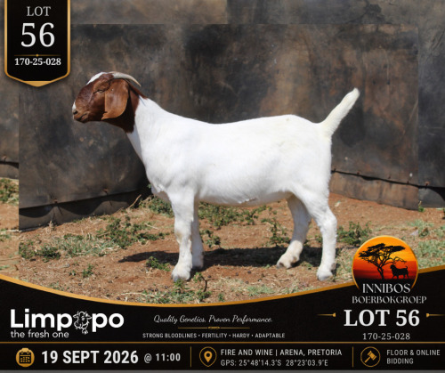 1 X BOER GOAT DOE LIMPOPO