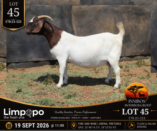 1 X BOER GOAT DOE LIMPOPO